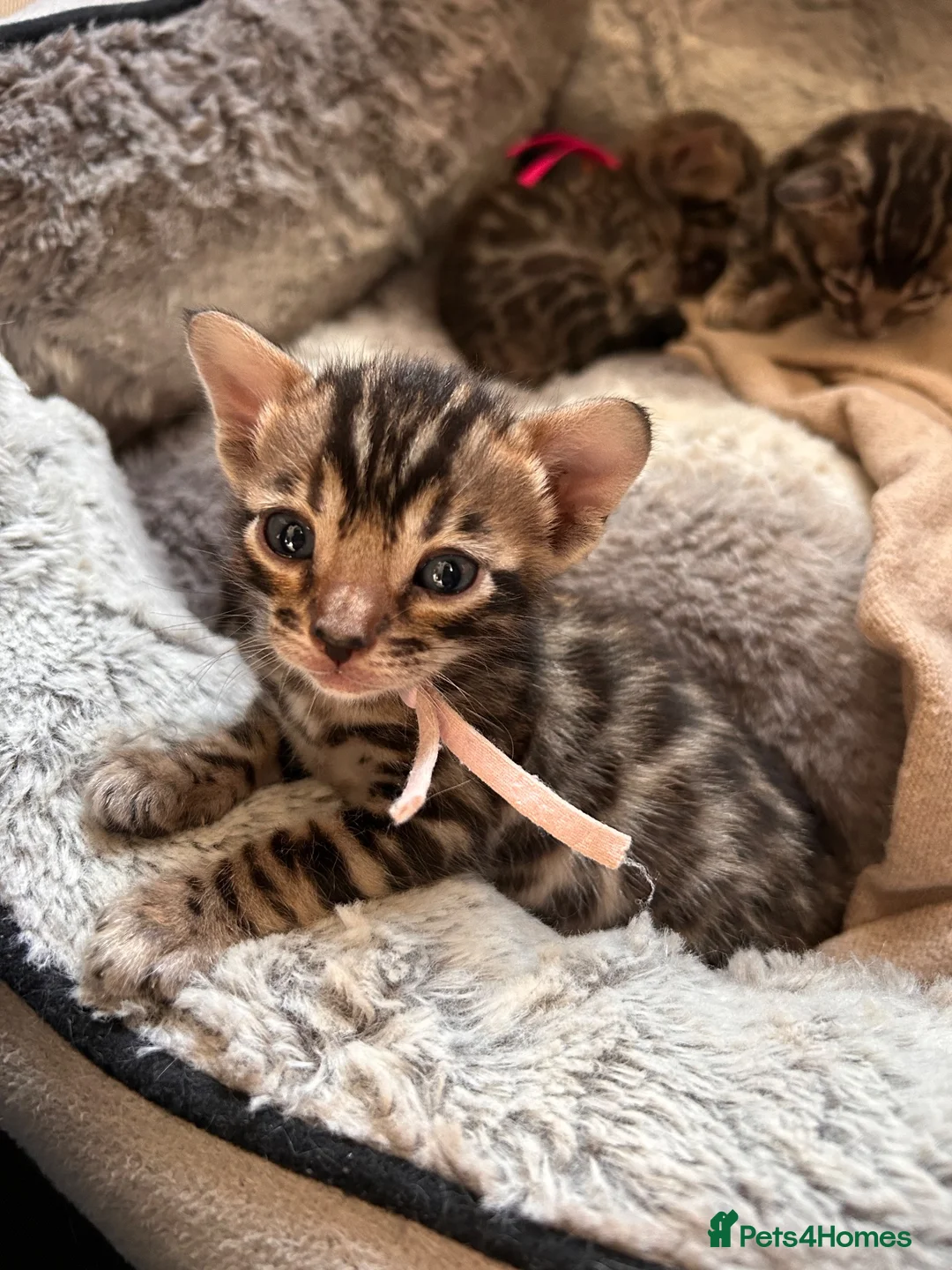 Bengal cats for sale: Beautiful Bengal Kittens - Advert 1