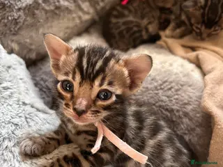 Bengal cats Beautiful Bengal Kittens - Advert 16