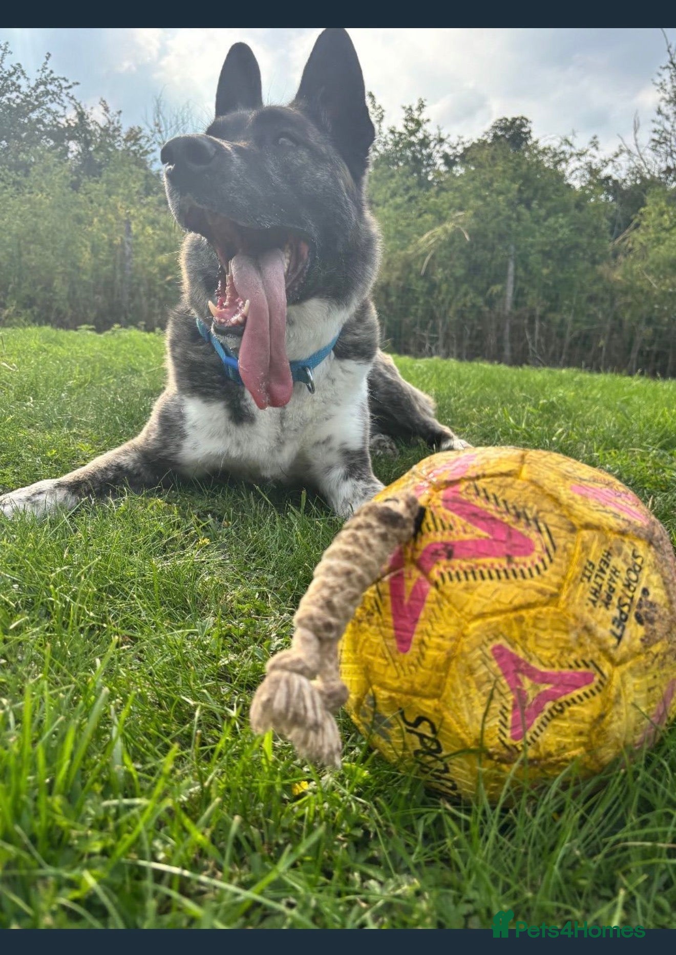German Shepherd dogs Shadow 5years old check description rehoming  - Advert 8
