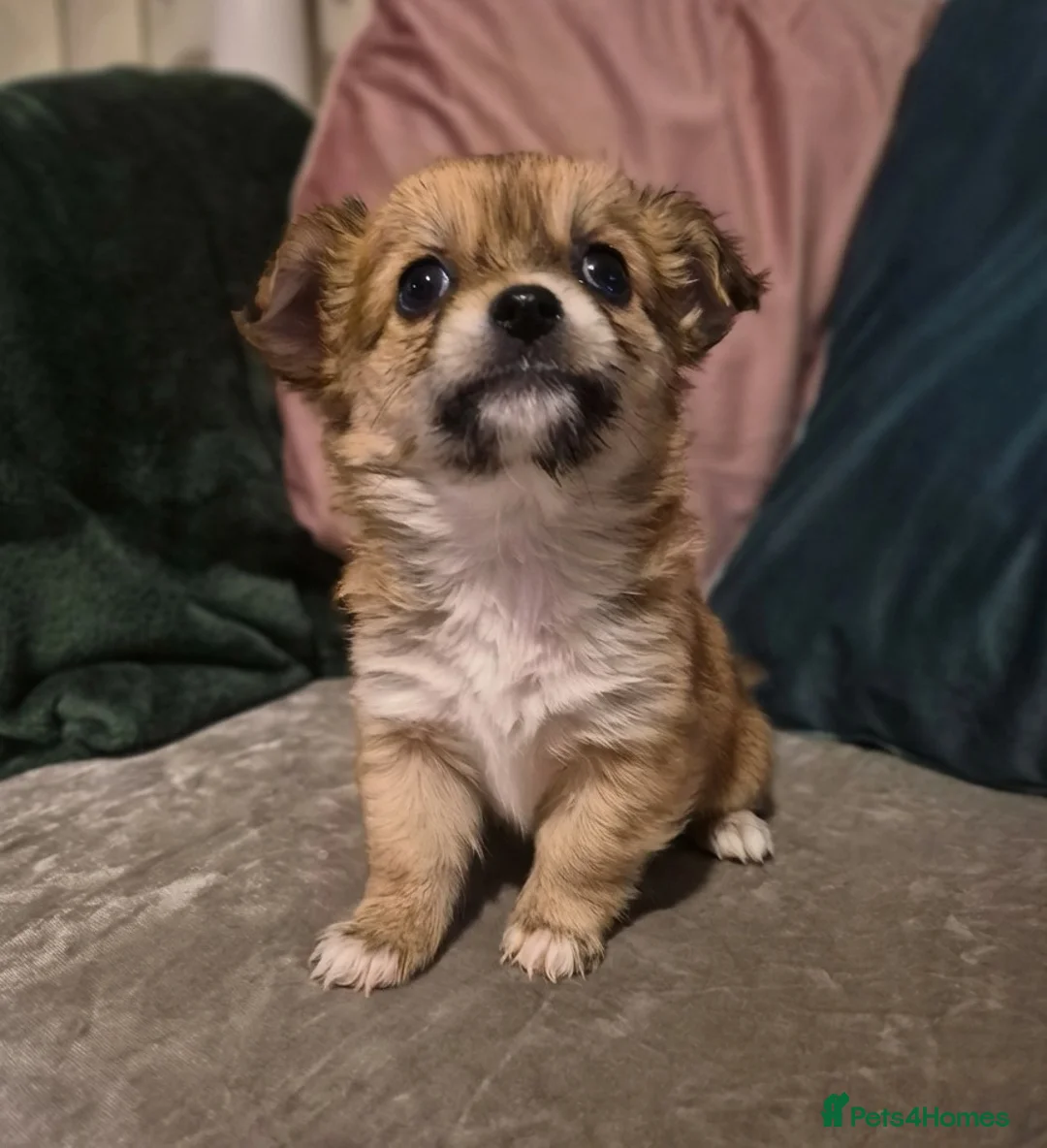 Chihuahua dogs for sale: Pure Chihuahua puppies  - Advert 10