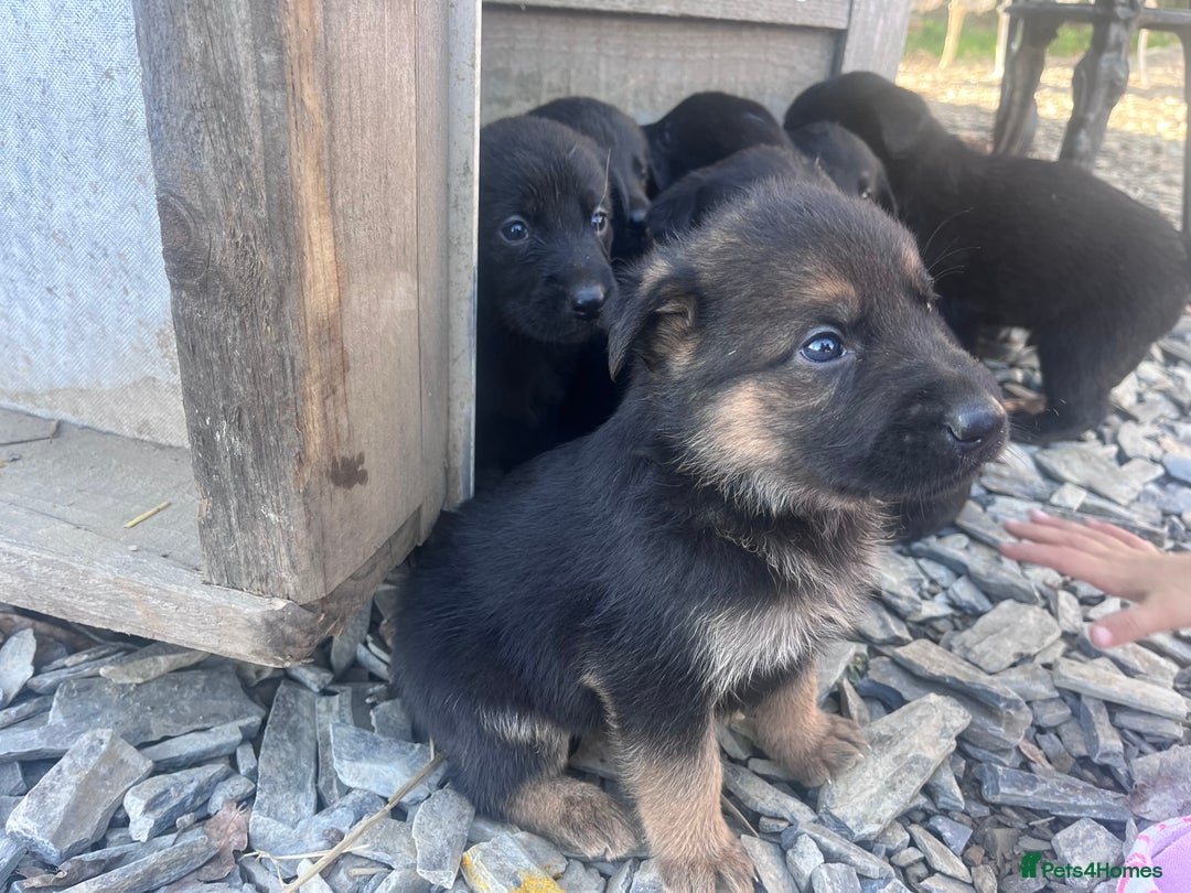 Labrador Retriever dogs for sale: Incredible repeat mating  - Image 17