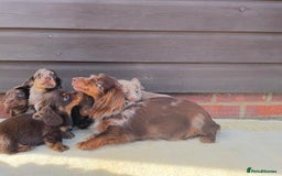 Miniature Dachshund dogs for sale: Long haired miniature Dashshund puppies  - Image 5