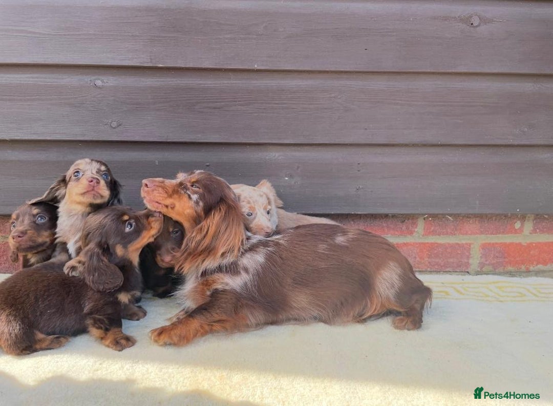 Miniature Dachshund dogs for sale: Long haired miniature Dashshund puppies  - Image 5
