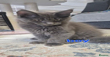 Maine Coon cats - Advert 2