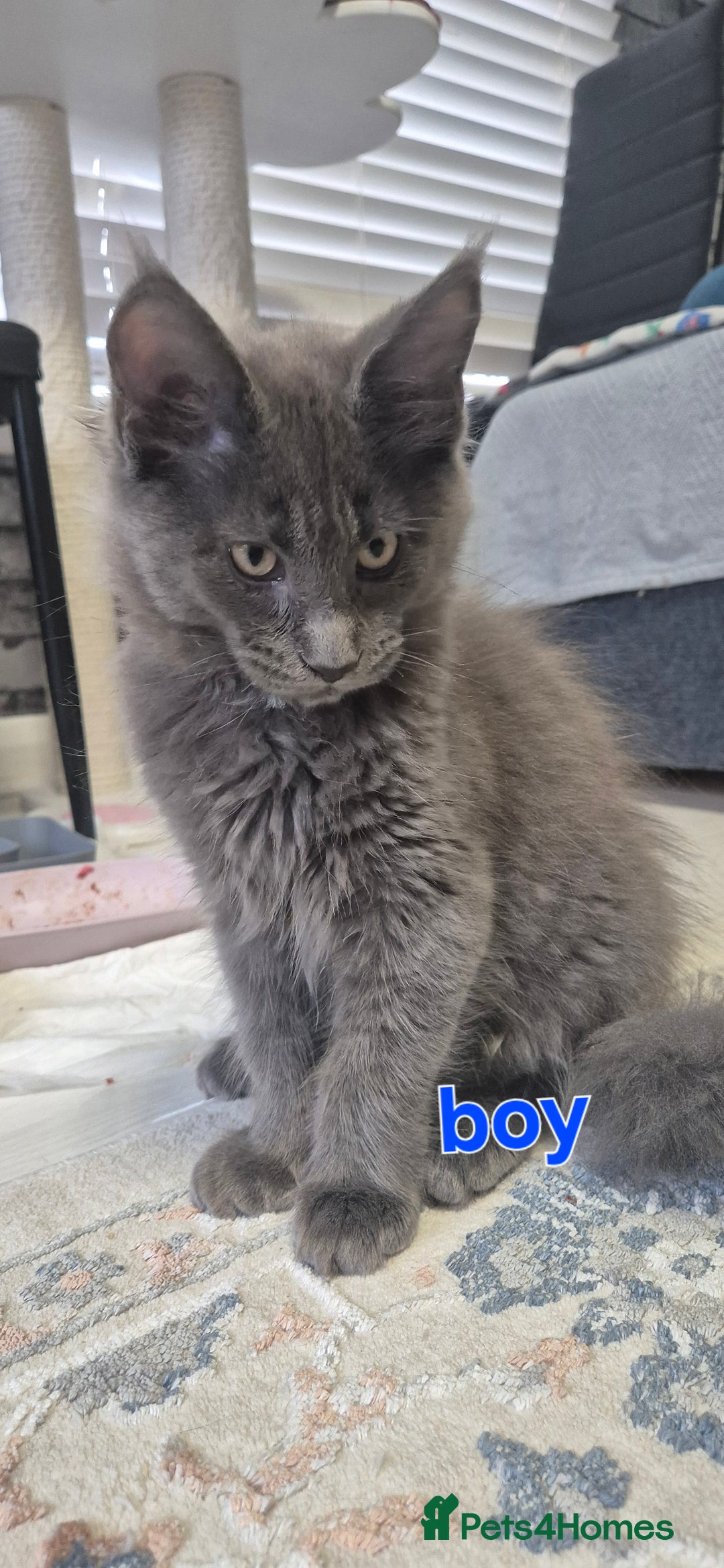 Maine Coon cats for sale: Maine Coon Glasgow AVAILABLE  - Image 5