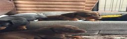 Miniature Dachshund dogs for sale: Gorgeous KC reg miniature dachshund puppies  - Advert 3