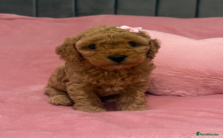Cavapoochon dogs - Advert 12