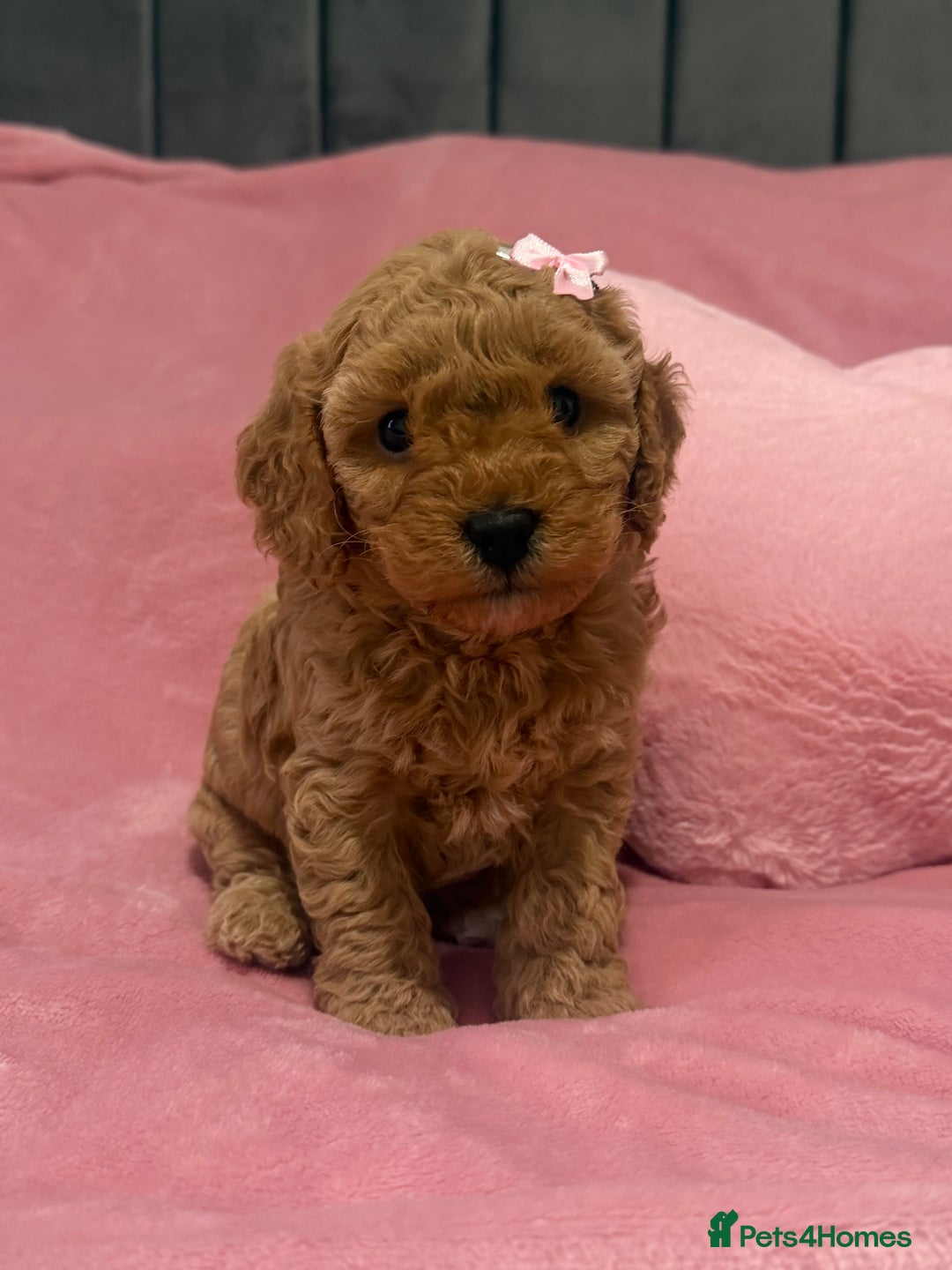 Cavapoochon dogs for sale: Adorable Cavapochoon Puppies - Image 1