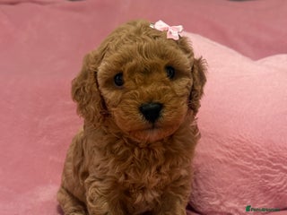 Cavapoochon dogs - Advert 2