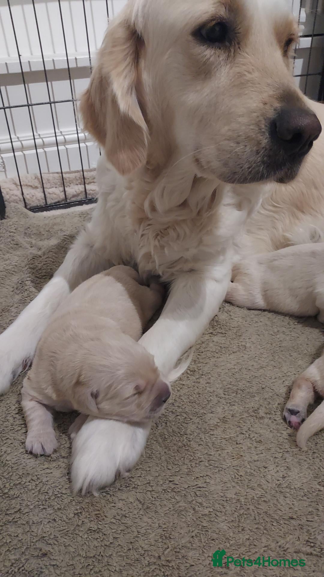 Golden Retriever dogs for sale: Gorgeous puppies  - Advert 1