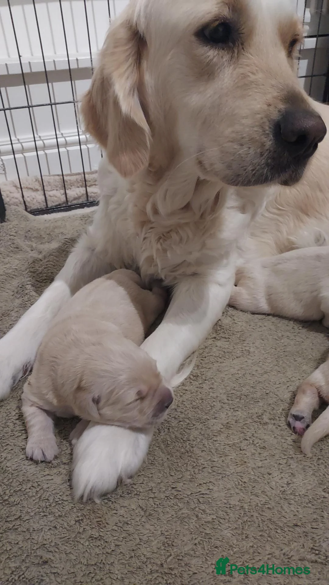 Golden Retriever dogs for sale: Gorgeous puppies  - Advert 1