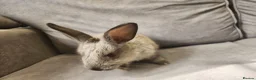 Mixed Breed rabbits for sale: 4 beautiful mixed breed rabbits see Description. - Advert 2