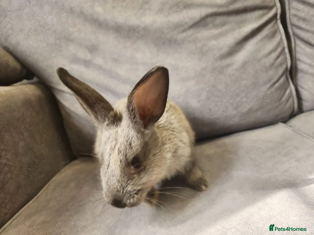 Mixed Breed rabbits for sale: 4 beautiful mixed breed rabbits see Description. - Advert 2
