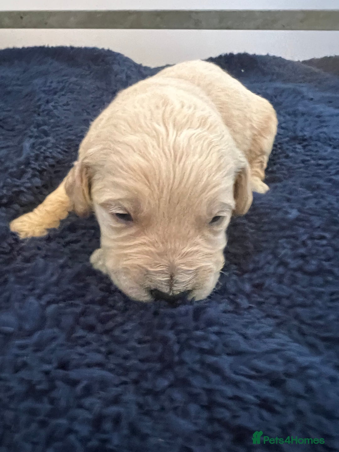 Mini Goldendoodle dogs for sale: 🐾STUNNING F1 MINIATURE GOLDEN DOODLES 🐾 - Advert 10