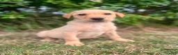Labrador Retriever dogs for sale: READY TO GONOW 8beautiful labrador kchealthcheaked - Advert 18