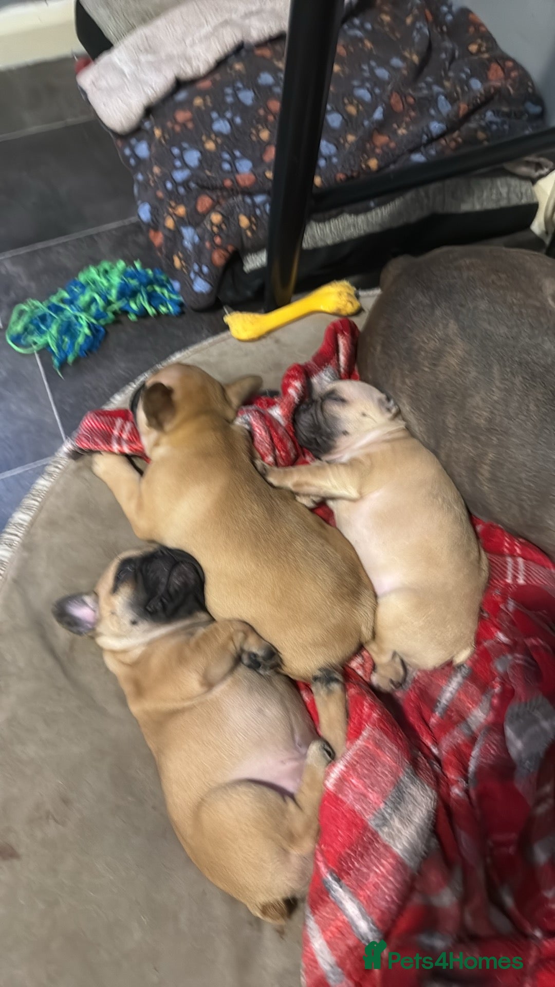 French Bulldog dogs for sale: French bulldog  - Advert 1