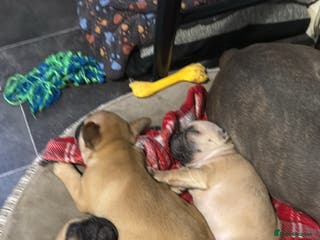 French Bulldog dogs French bulldog - Advert 16