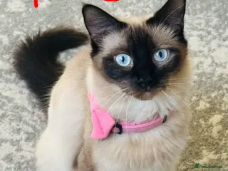 British Shorthair cats A cat from a Ragdoll mother - Advert 1
