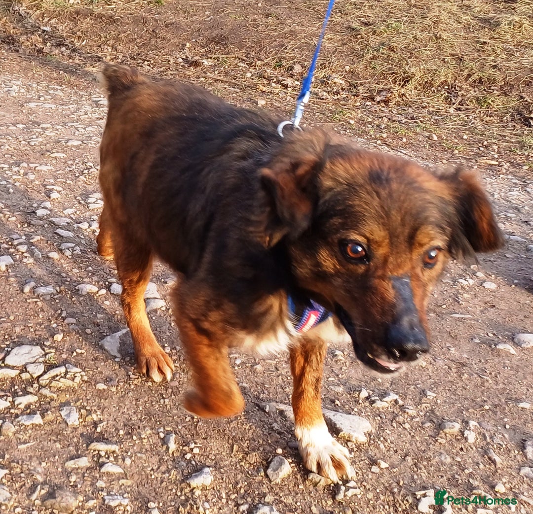 Mixed Breed dogs for adoption: Meet Charlie - a Lovely old boy, for a loving Home - Image 5