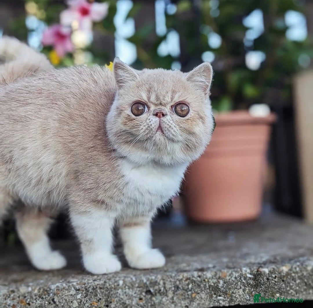 Exotic cats Active Exotic queen for homing 💓 - Advert 1