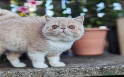 Exotic cats for sale: Active Exotic queen for homing 💓 - Image 1