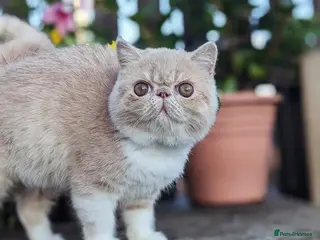 Exotic cats Active Exotic queen for homing 💓 - Advert 4