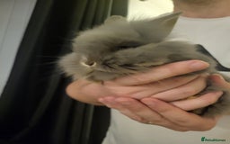 Mini Lion Lop rabbits for sale: Beautiful baby rabbits. - Image 2