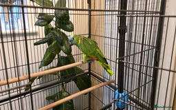 Parrots birds for sale: Quiet Blue Fronted Amazon Parrot - Image 3