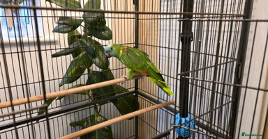 Parrots birds - Advert 6