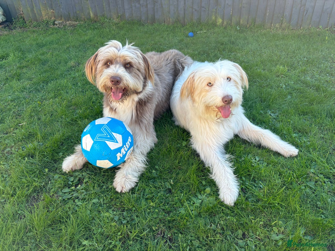 Bearded Collie dogs for sale: Bearded cross x border collie puppies  - Advert 1