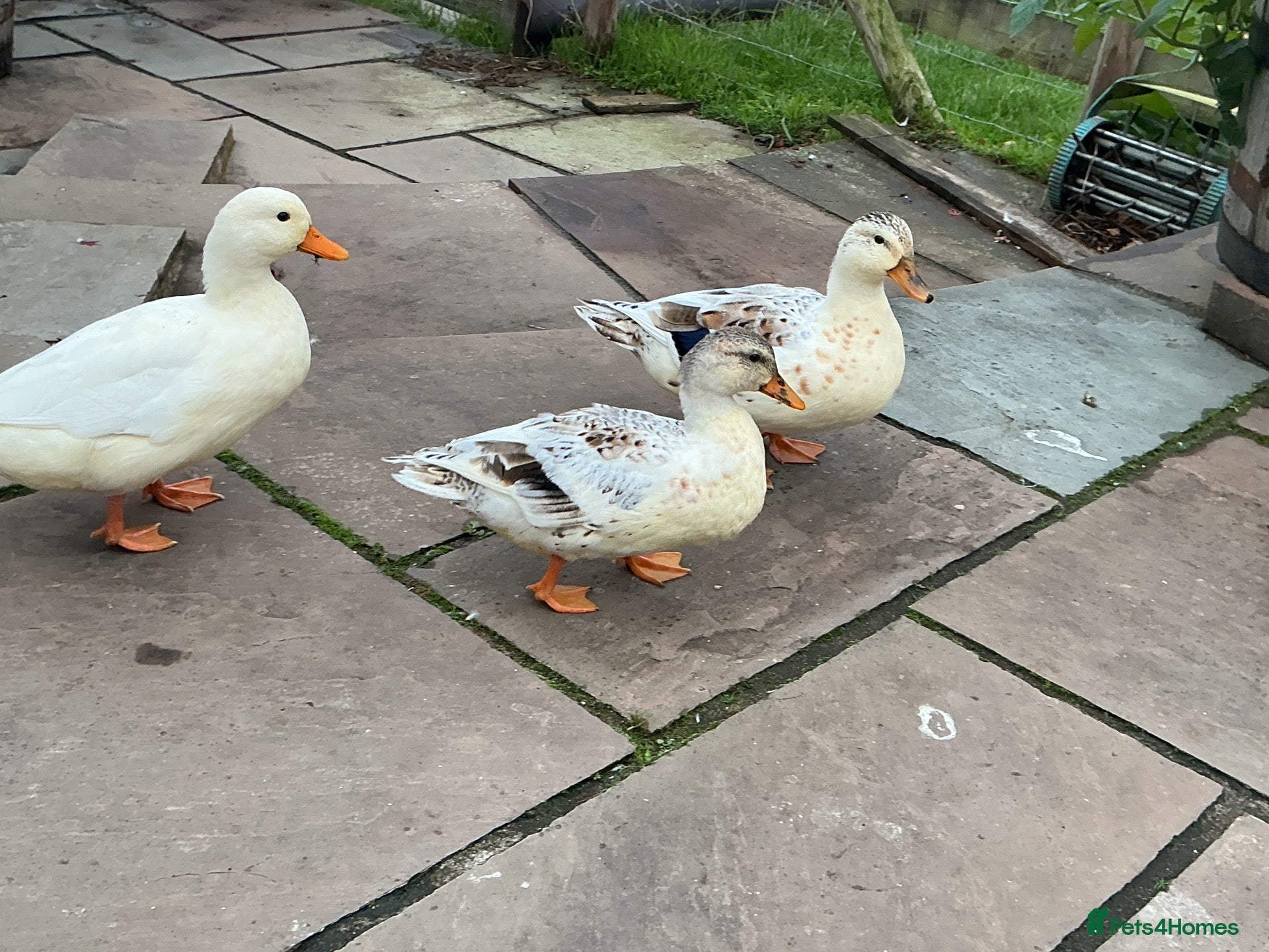 Ducks poultry Miniature Silver Appleyard Female Duck Pair - Advert 1