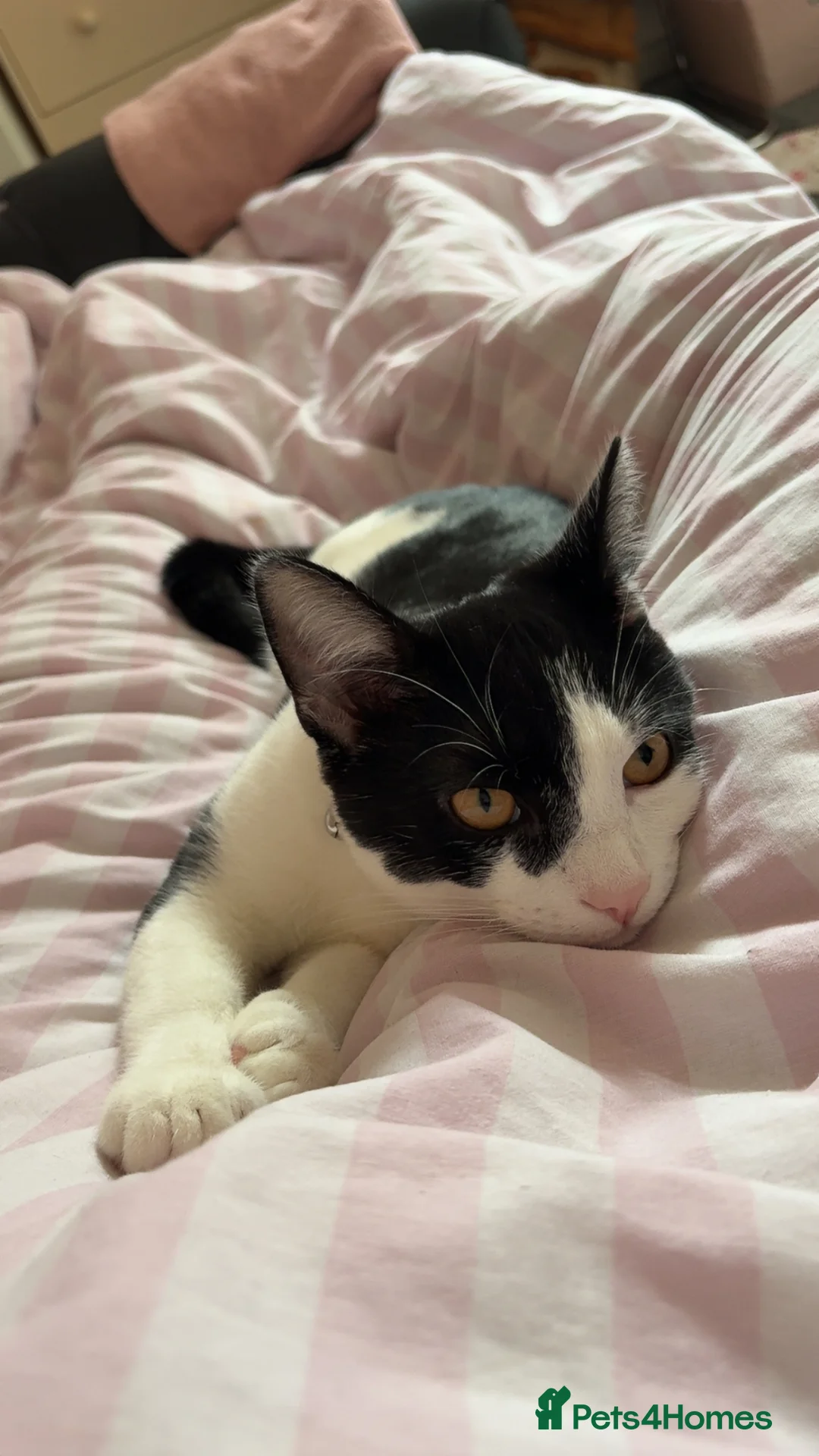 Mixed Breed cats for sale: Boy aged one  in Stoke-on-Trent - Advert 2