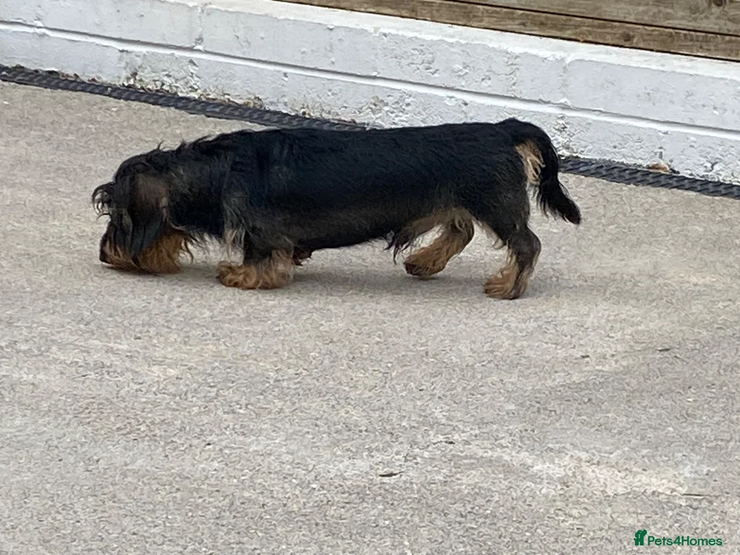 Dachshund dogs for stud: Wire hair miniature dachshund  - Advert 2