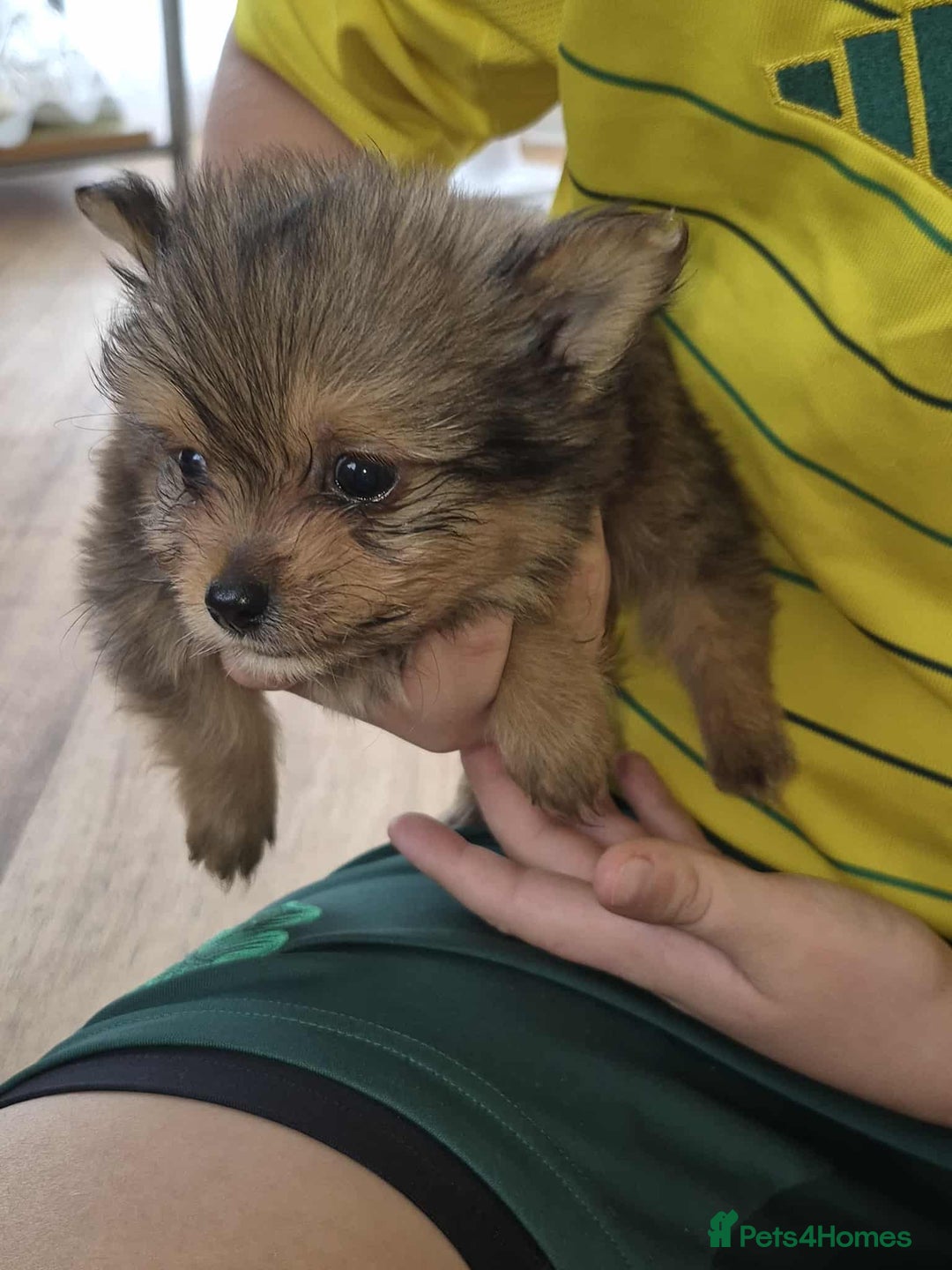 Mixed Breed dogs for sale: White yorkie (Biewer Terrier) X pomeranian  - Image 4