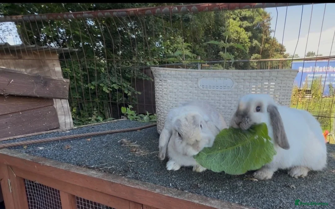 Mini Lop rabbits for sale: Selection of mini lops - Advert 2