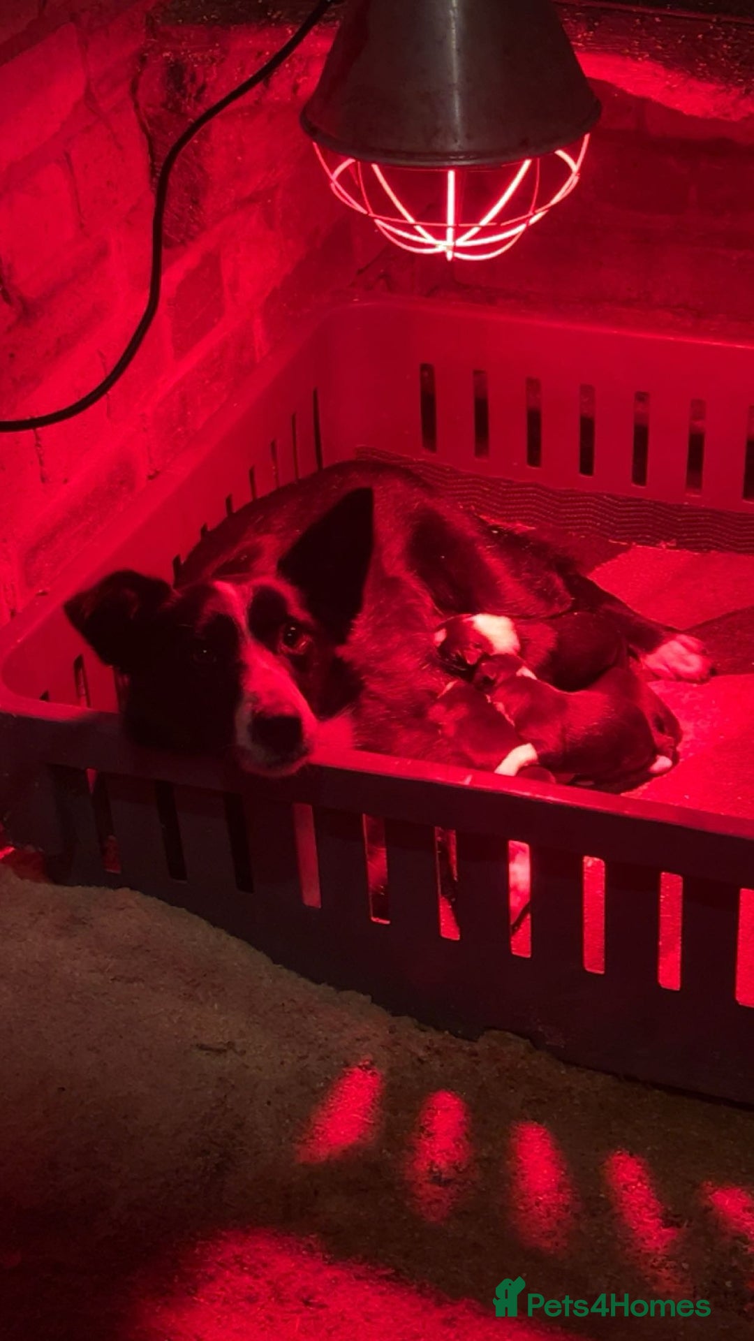 Border Collie dogs for sale: Lovely litter of 6 border collie puppies - Advert 20