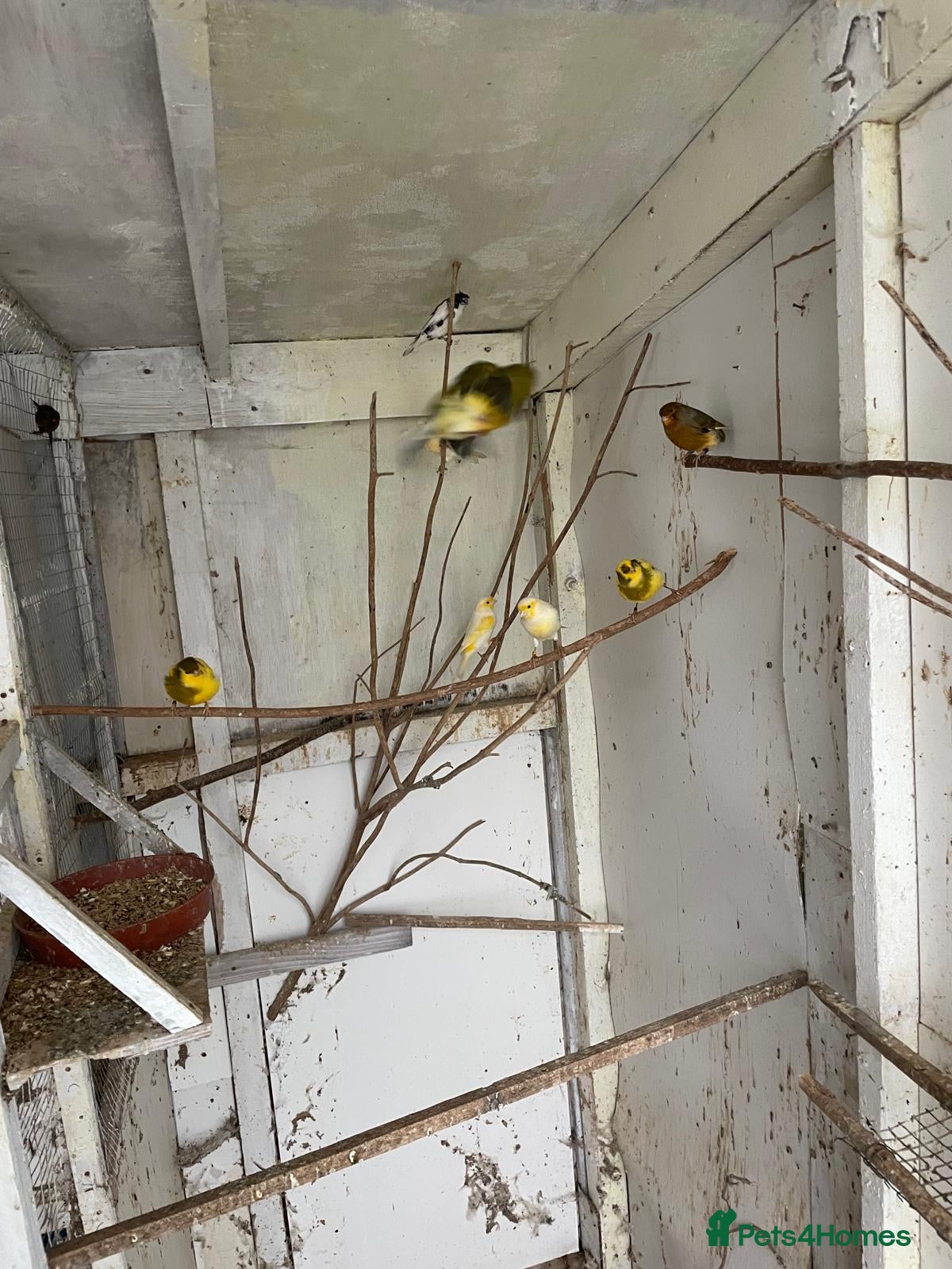 Canaries birds Canaries for sale - Advert 16