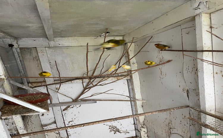 Canaries birds Canaries for sale - Advert 2