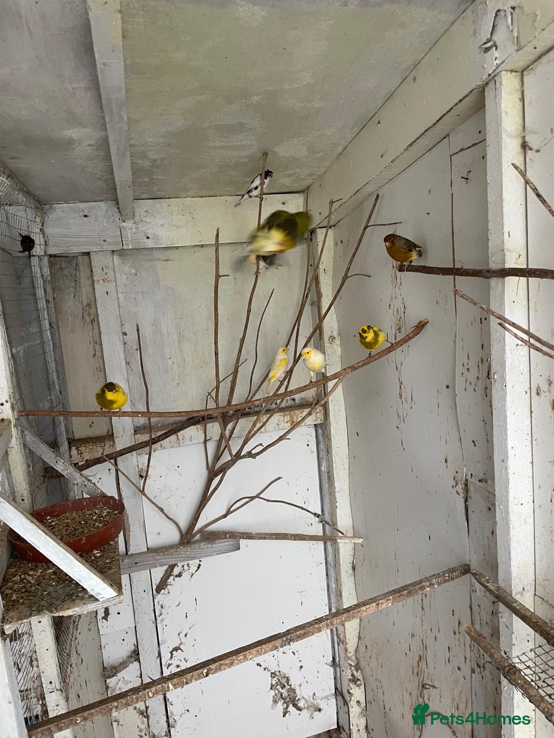 Canaries birds for sale: Canaries for sale - Advert 1