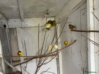 Canaries birds Canaries for sale - Advert 1