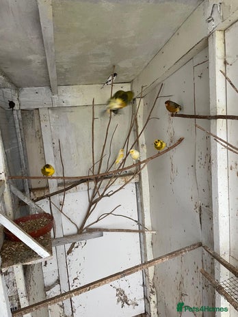 Canaries birds Canaries for sale - Advert 5