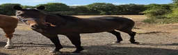 English Thoroughbred horses for sale: Stunning 4yr old Thoroughbred Mare  - Advert 6