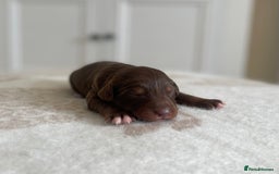 Bordoodle dogs for sale: OUTSTANDING *TRI COLOUR* MINIATURE BORDOODLES - Image 32