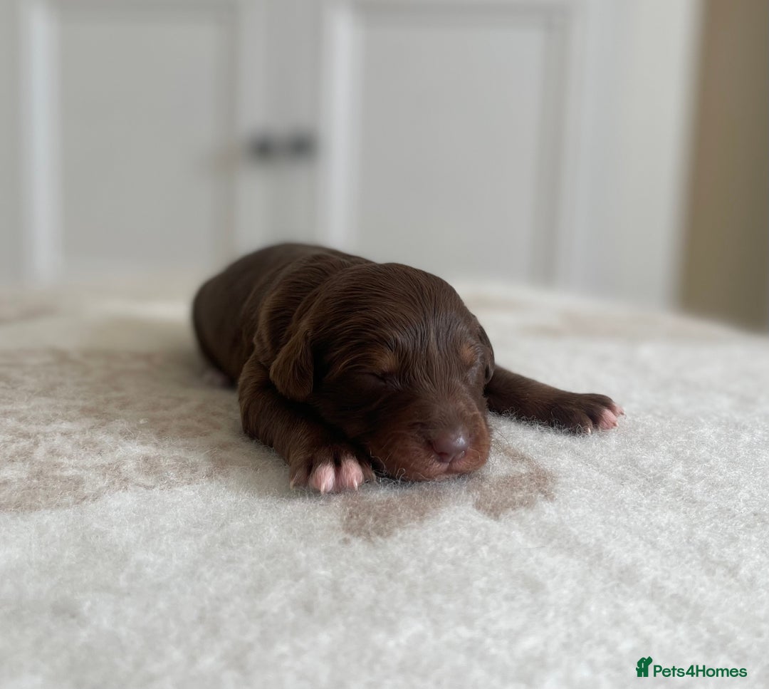 Bordoodle dogs for sale: OUTSTANDING *TRI COLOUR* MINIATURE BORDOODLES - Image 32