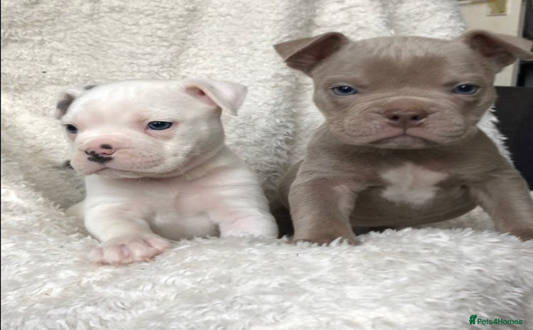 Mixed Breed dogs - Advert 5