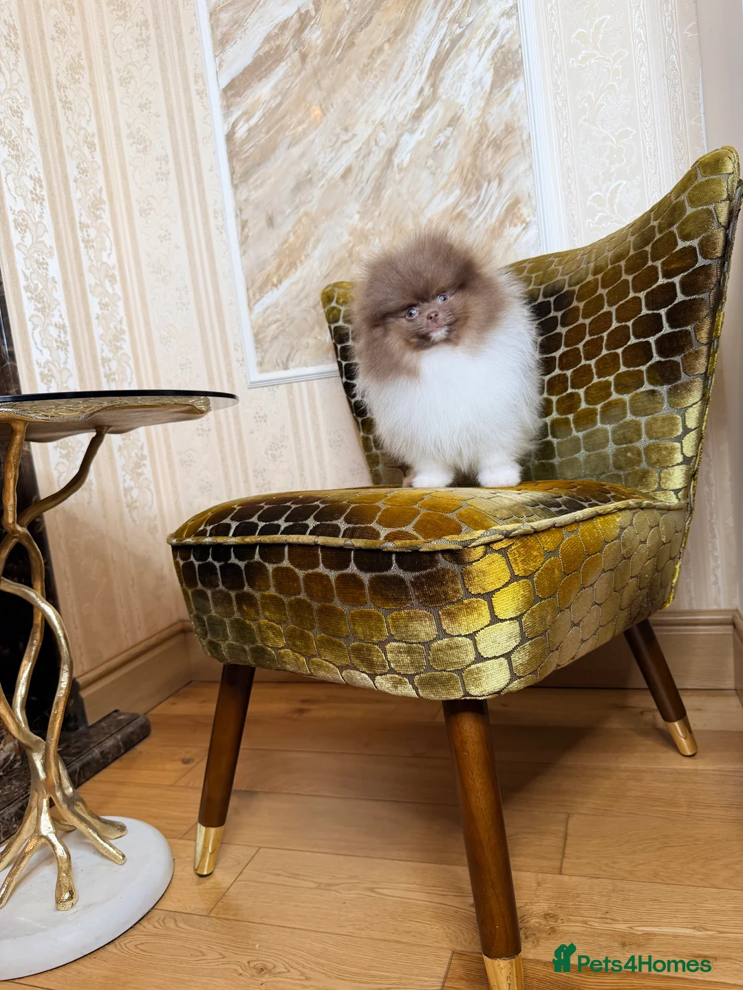 Pomeranian dogs for sale: Cute Pomeranian Boys and Girls  - Advert 6