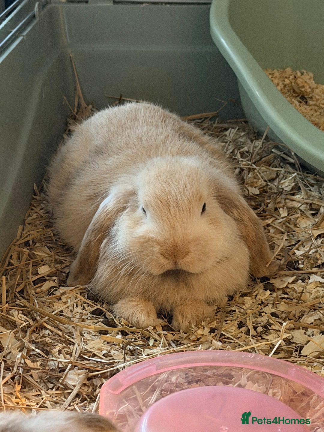French Lop rabbits for sale: Beautiful French lops available - Advert 18