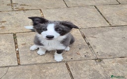 Border Collie dogs for sale: Stunning KC registered blue and white bitch  - Image 8