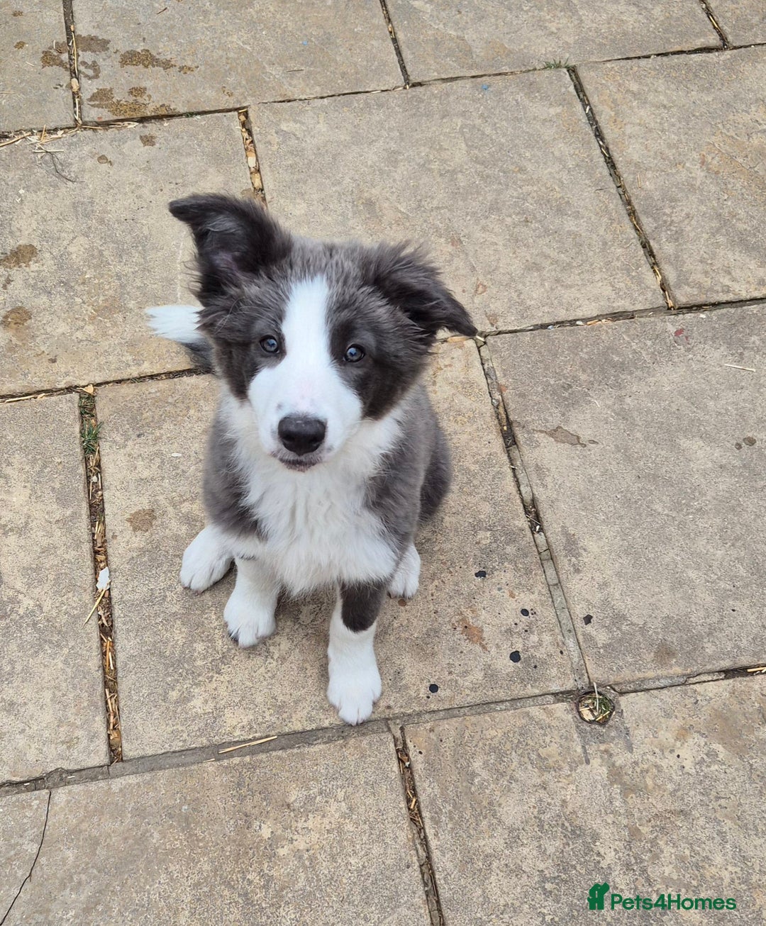 Border Collie dogs for sale: Stunning KC registered blue and white bitch  - Image 8