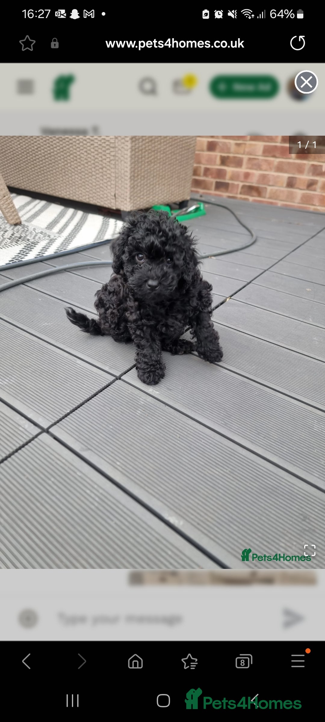 Shihpoo dogs for sale: Only one female puppy   - Image 9